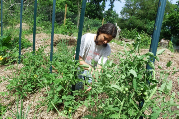 Tying up tomatoes