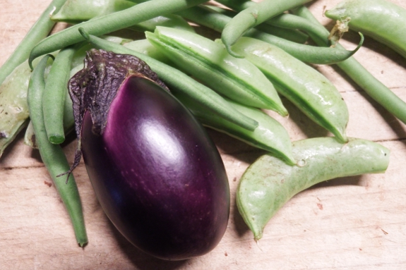 Patio baby eggplant