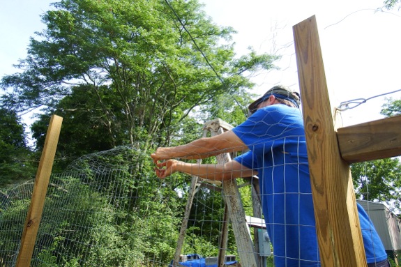 Chicken fencing being used for top 2 feet of fence.