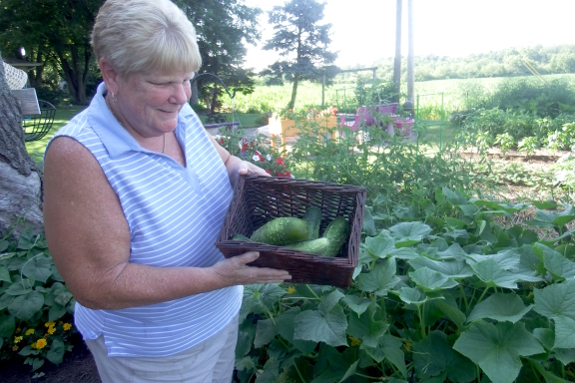 Cucumber harvest