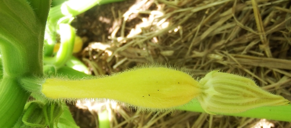Female squash flower