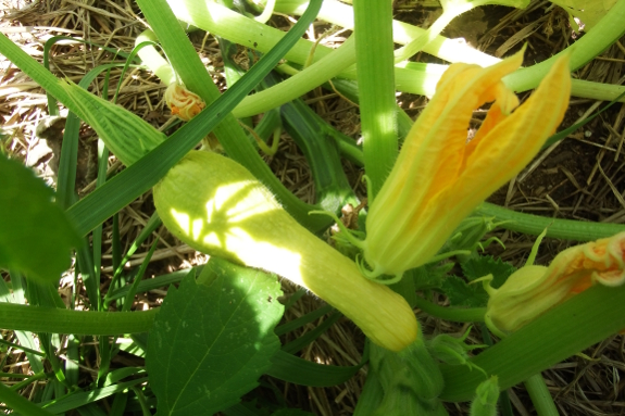 Male and female squash flowers