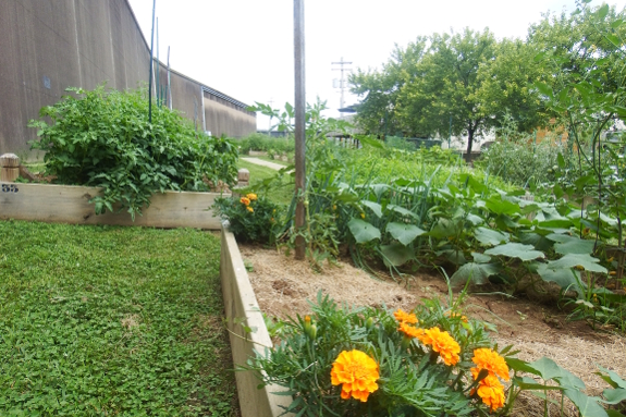 Parkersburg community garden with flood wall.