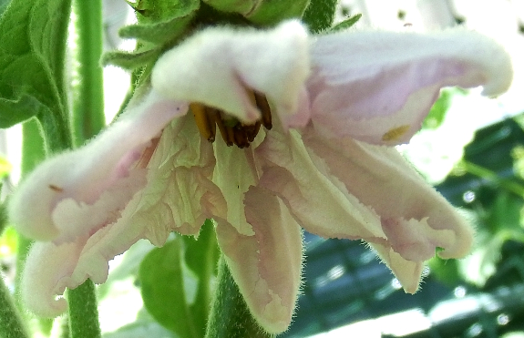 Eggplant flower