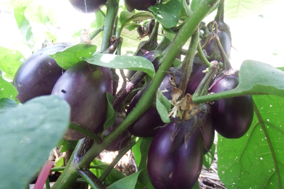Patio baby eggplant