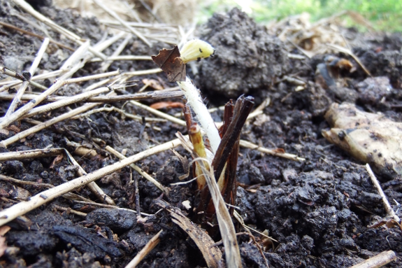 Dormant strawberry