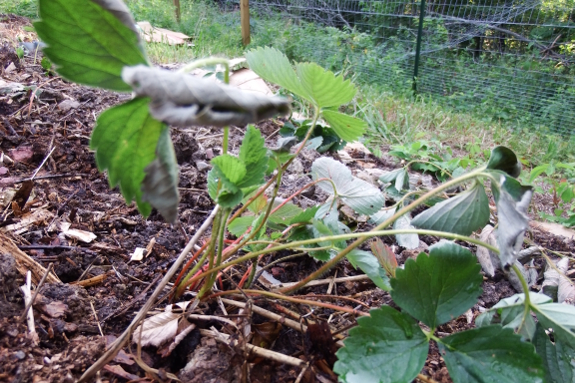 Transplanted strawberry