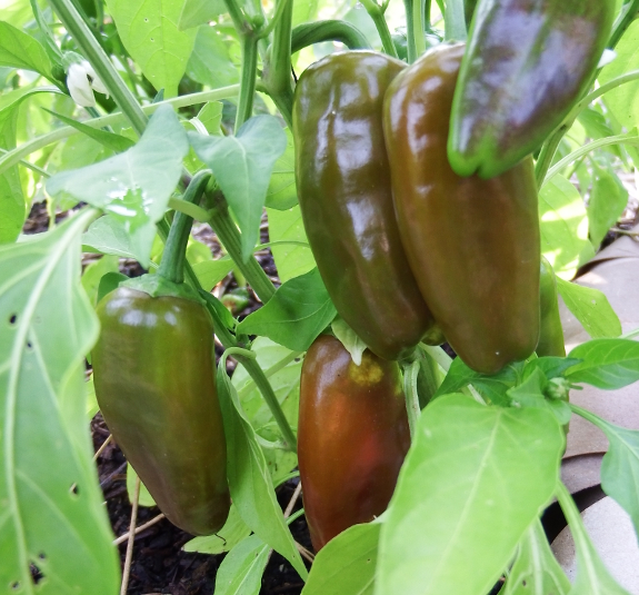 Ripening peppers
