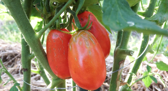 Roma tomatoes