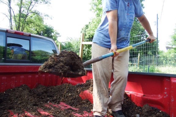 Shoveling manure