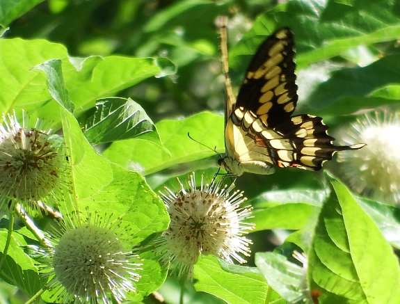 Giant Swallowtail