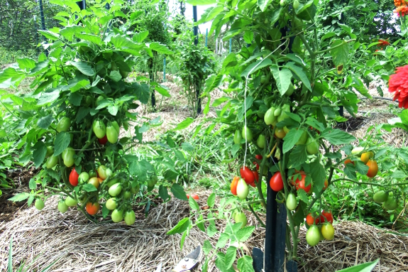 Pruned tomatoes
