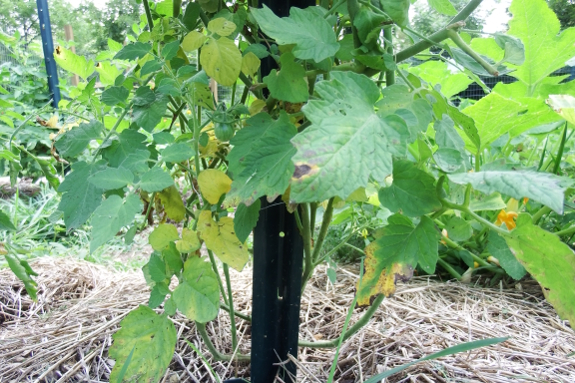 Tomato blight