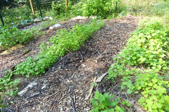 Beds of cover crops