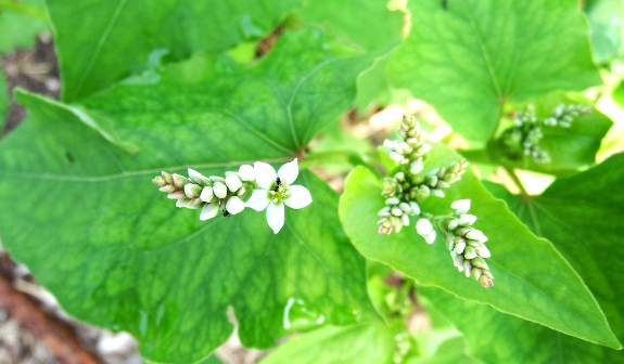 Buckwheat flowers