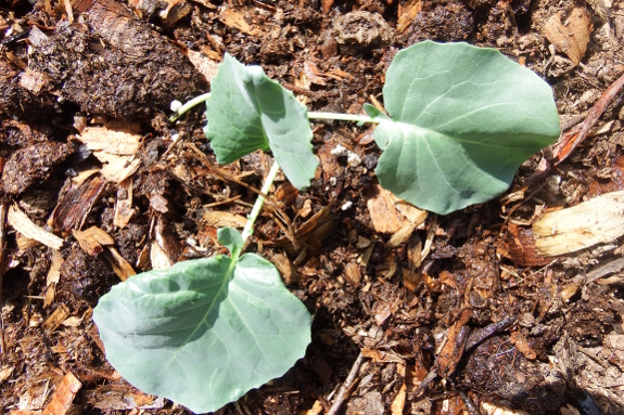 Broccoli in halfway composted manure