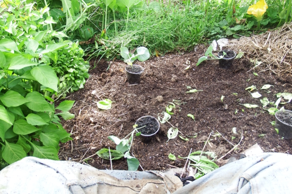 Planting broccoli in gaps