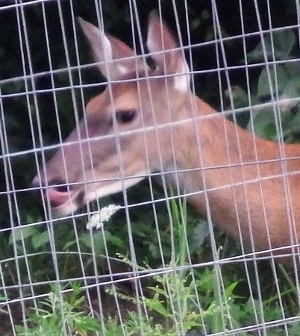 Deer licking lips