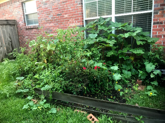 Coffee ground garden