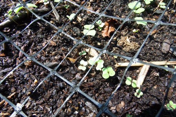 Kale seedlings