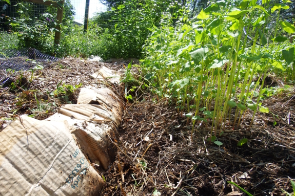 Mulch burrito step 1