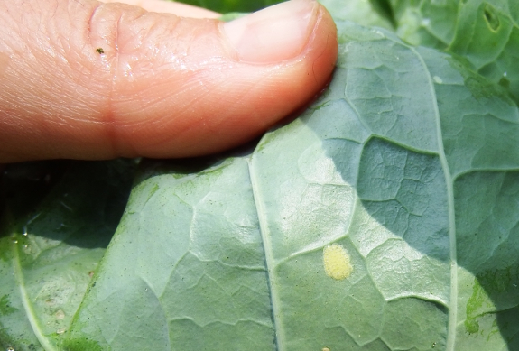 Southern cabbageworm eggs