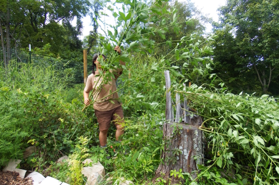 Ragweed harvest