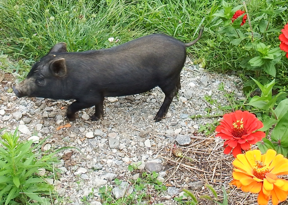 Small pig