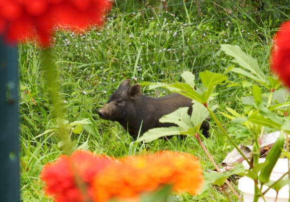Pig in the garden