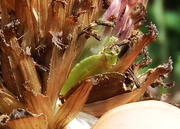 Zinnia seeds