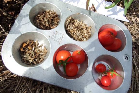 Muffin tin seed saving