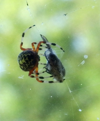 Spider catching a fly