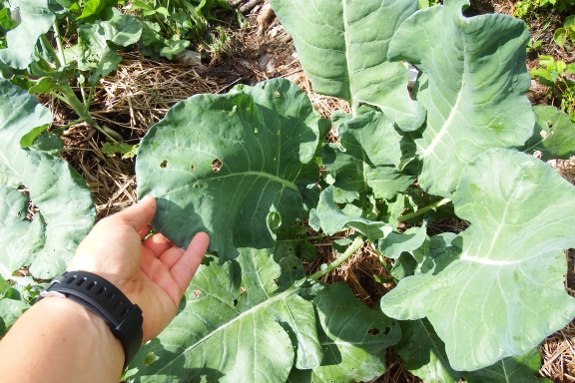 Big broccoli plant