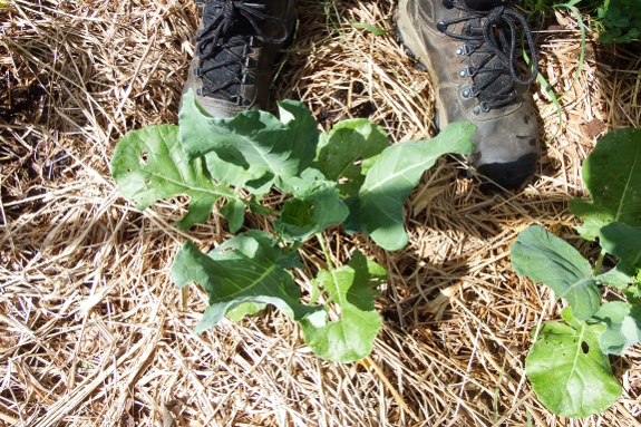 Puny broccoli plant