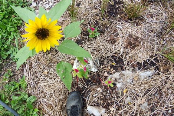 Puny flowers