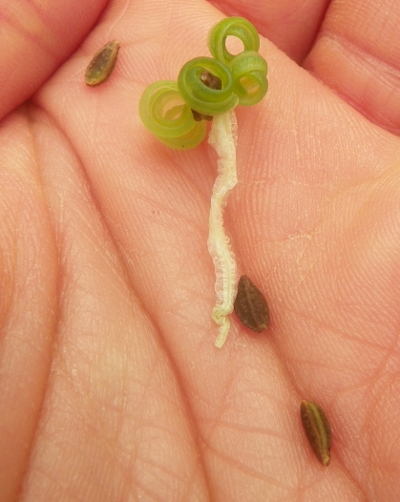 Jewelweed seeds