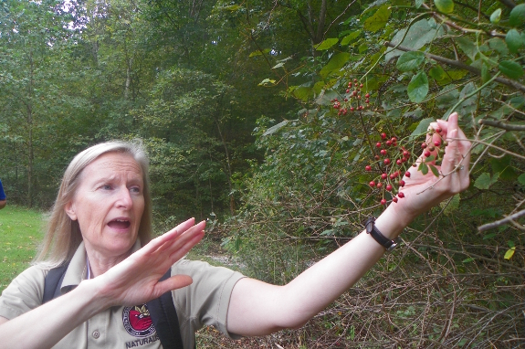 Naturalist with multiflora rose