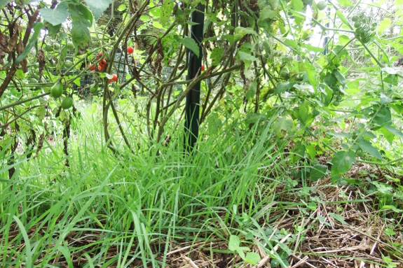 Cover crop under tomatoes