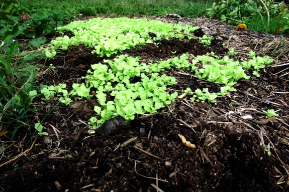 Lettuce bed