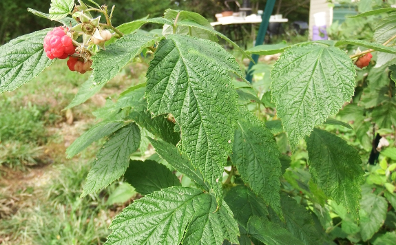 Do Deer Eat Raspberries?