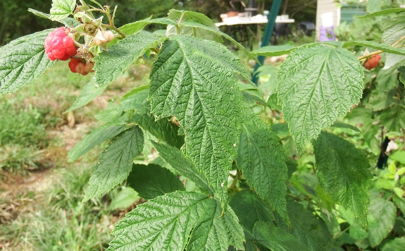 Ripening raspberry