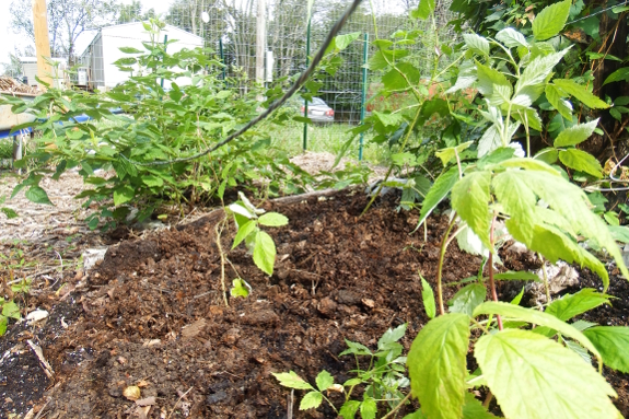 Transplanted raspberries