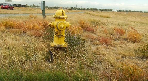 Shortgrass prairie