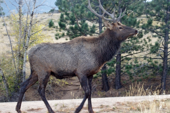 Young male elk