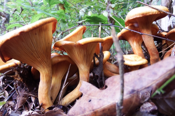 Jack O Lantern mushrooms