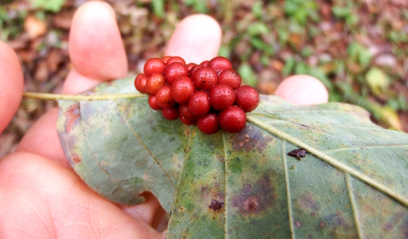 Oak leaf gall