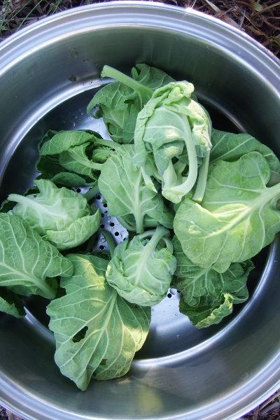 Brussels sprout tops