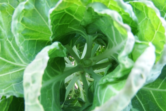 Topped brussels sprout