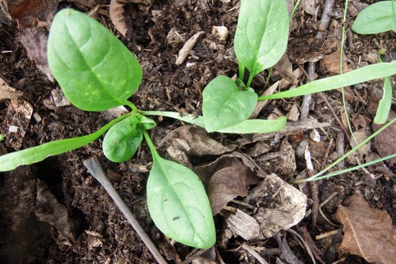 Baby Spinach plant.