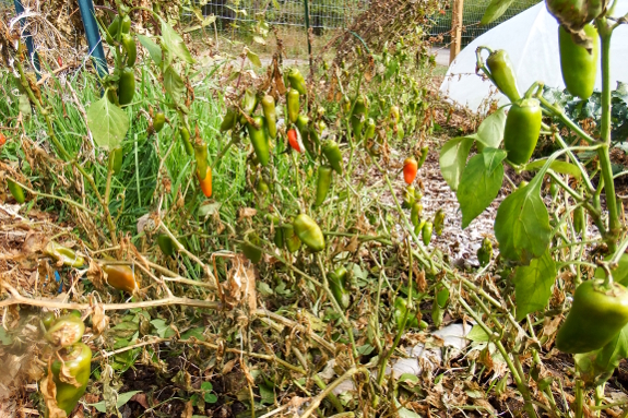 Late ripening peppers